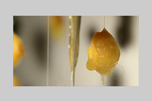 video art Eggsistance